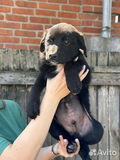 Отдам в добрые руки