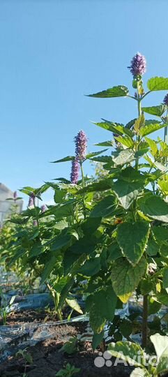 Мята корейская