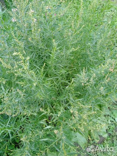 Тархун(эстрагон) -пряность саженцы