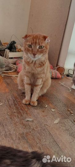 Рыж в законе, чёткий пацан