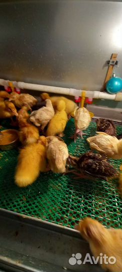 Продаю месячных гусят,утят,индюшат,цыплят