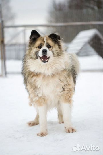 Плюшевый Барни в добрые руки
