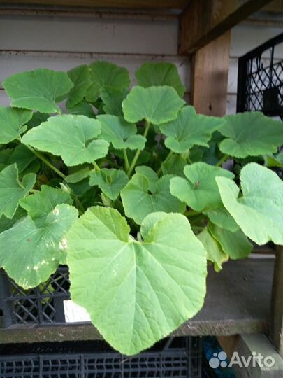 Продам рассаду овощей