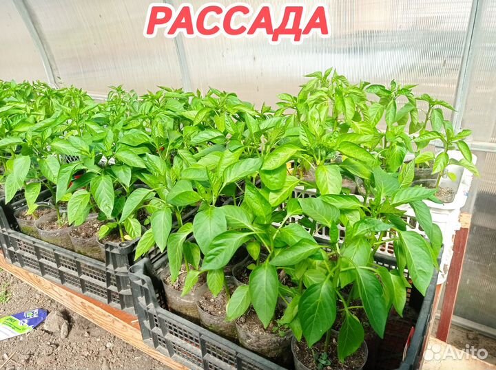 Рассада овощей