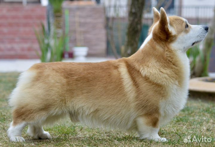 Кобель Корги