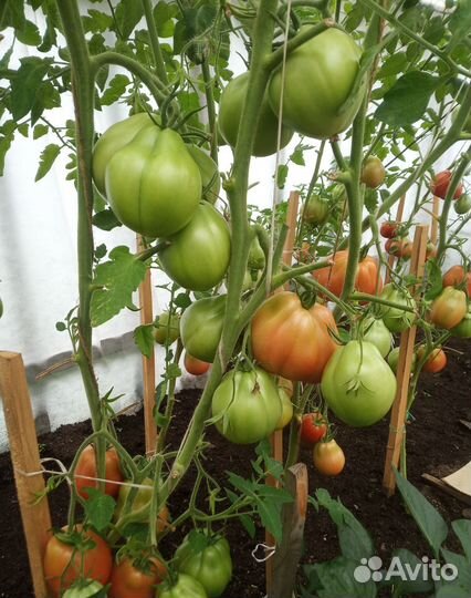 Рассада томатов