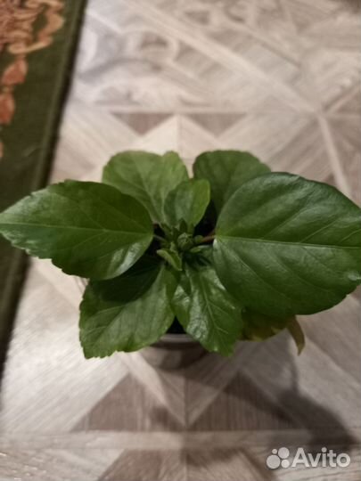 Гибискус китайская роза