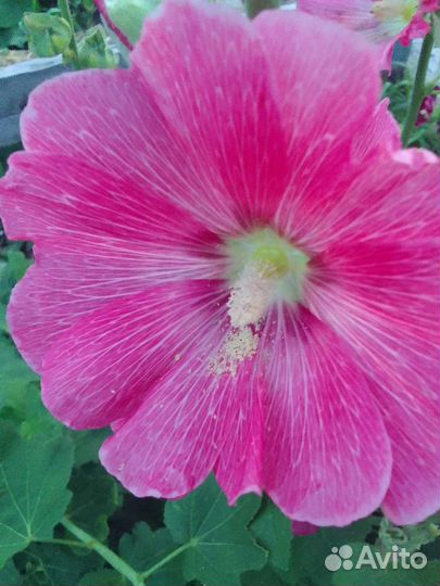 Цветы для сада