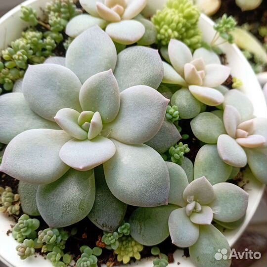 Суккулентные растения