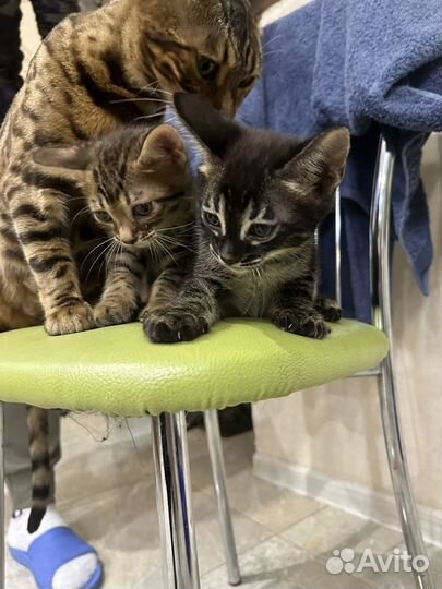 Котята в добрые руки даром