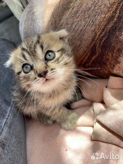 Шотландская вислоухая