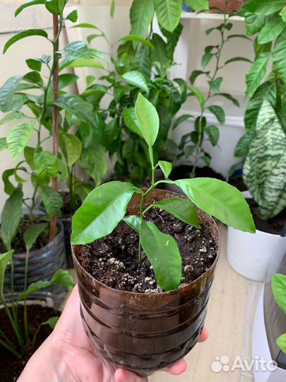 Комнатные растения