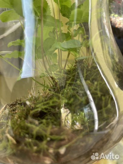 Сад в бутылке 