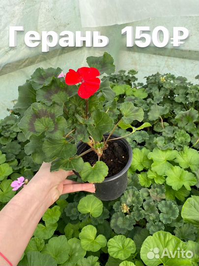 Растения цветы