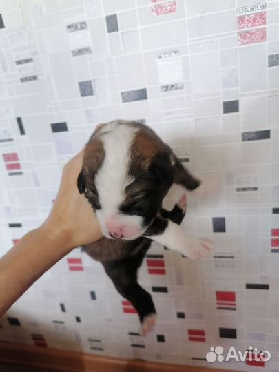 Собака в добрые руки щенок алабай