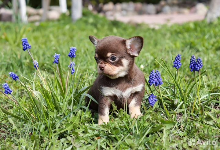 Кукольные малыши