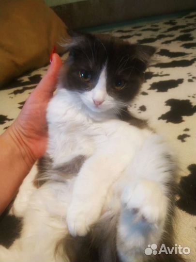 Кошка в дар бесплатно.Возраст 3 месяца