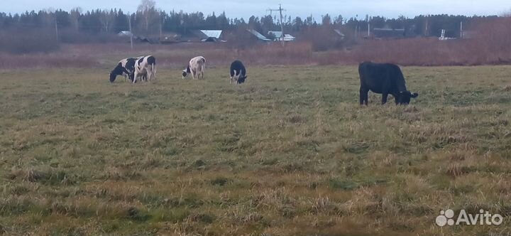 Коровы телки