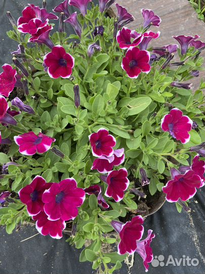 Петуния ампельная вегетотивная