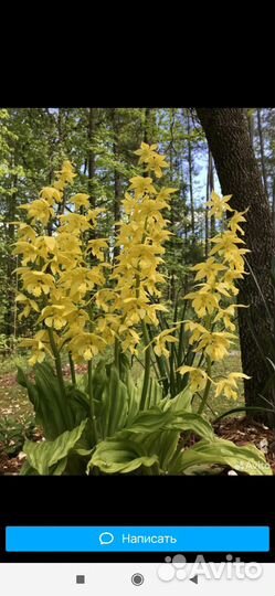 Уличная орхидея