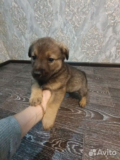 Щенки сао+вео