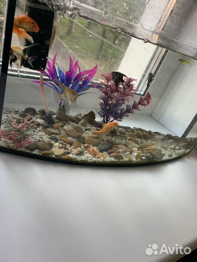 Аквариум