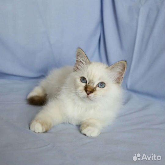 Священная бирма