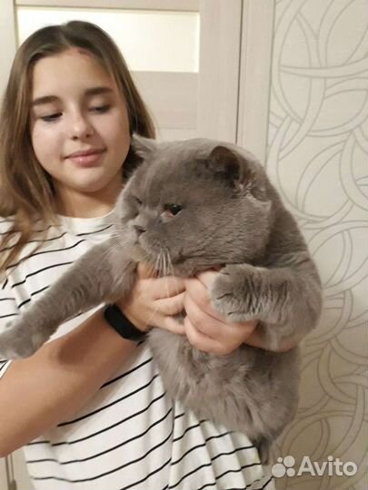 Вязка с крупным шотландцем