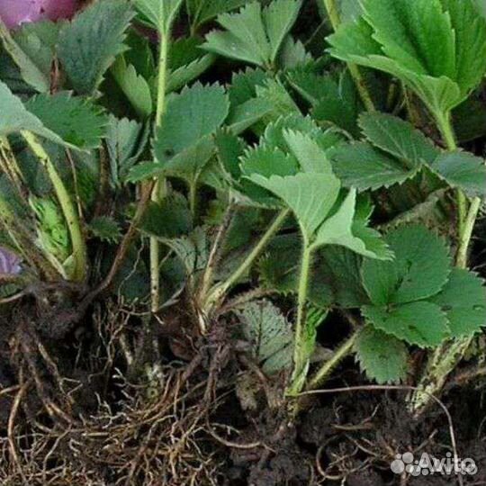 Саженцы клубники мальвина и маршал