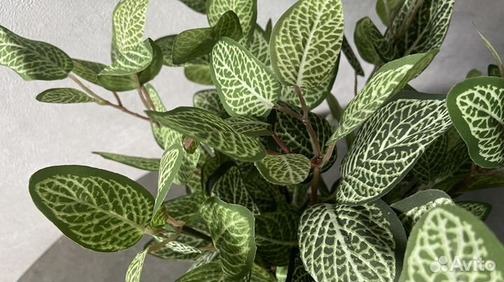 Искусственный цветок (фиттония, калатея)