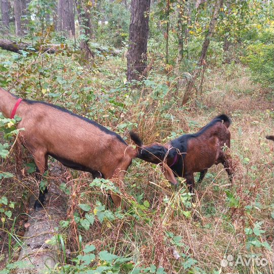 Англо нубийский козел