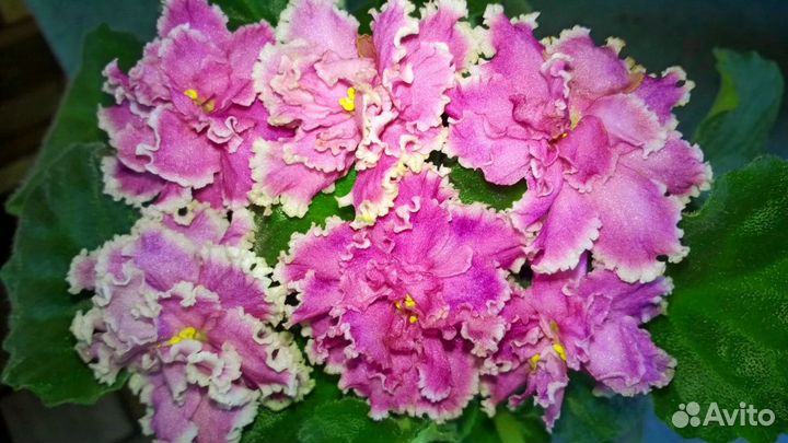 Фиалки 2018, черенки, пасынки, детки