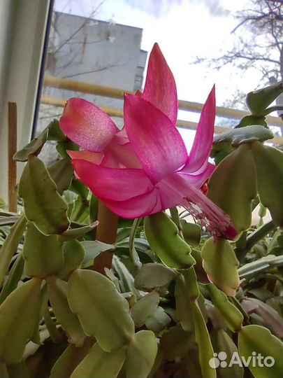 Рождественник)