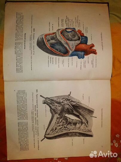 1940. Атлас анатомии человека. Том 4. Синельников
