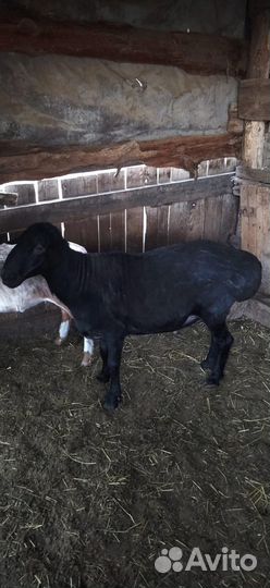 Овцы бараны ягнята