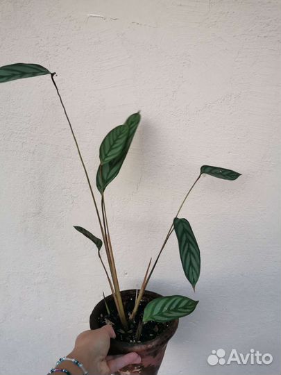 Калатея ктенанта