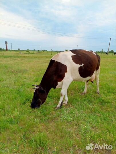 Корова дойная