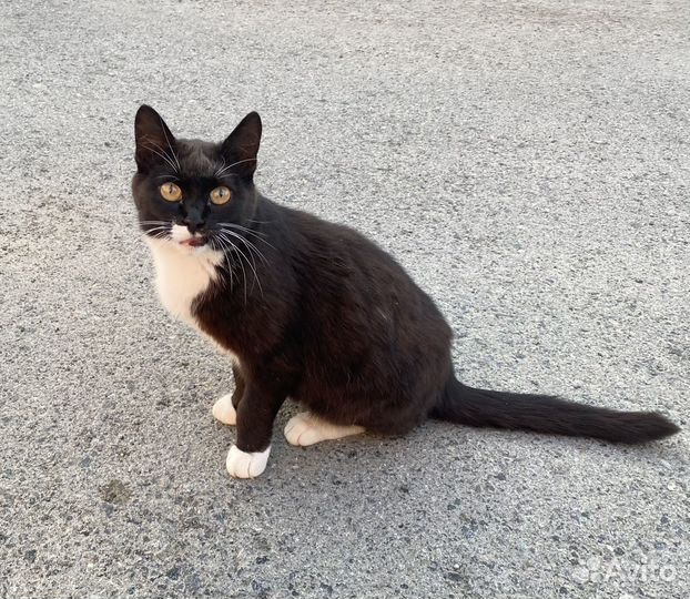 Кошка Пятнашка