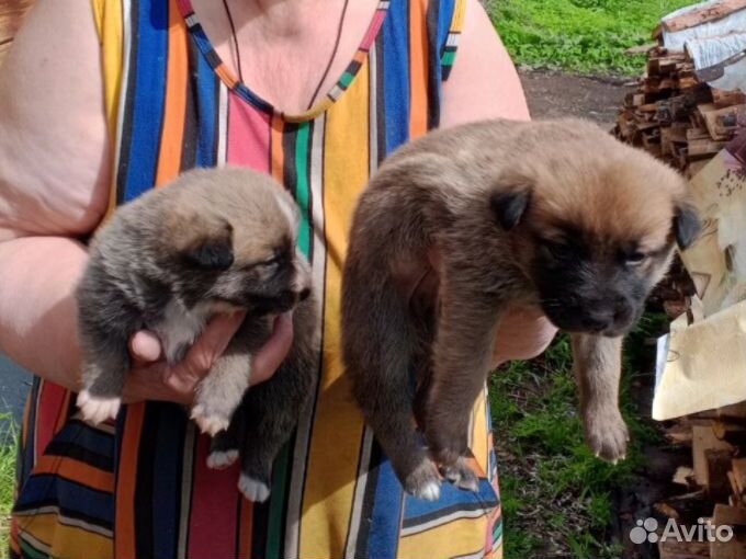 Щенки в добрые руки