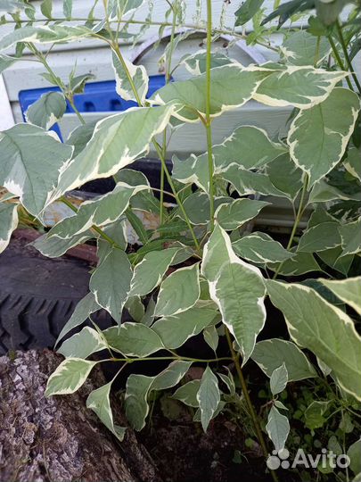 Спирия, дерен, ива