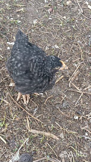 Куры молодки несушки доминант