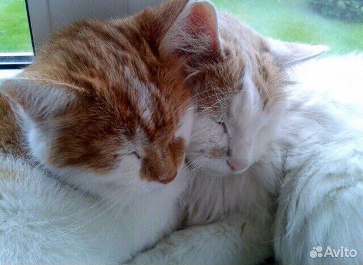 Безопасная Передержка животных кошек грызунов птиц