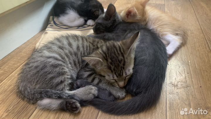 Котята в добрые руки бесплатно