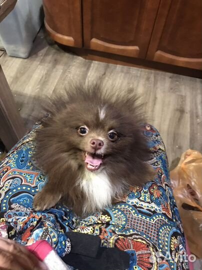 Шоколадный шпиц Мишутка