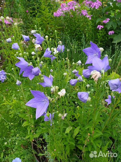 Многолетние цветы лилейники флоксы посконник приму