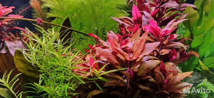 Растения для аквариума, домик для рыбок