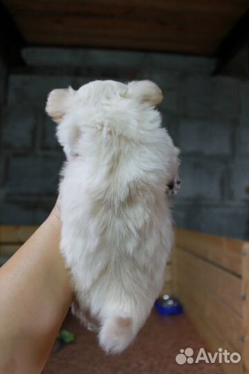 Щенки чихуахуа