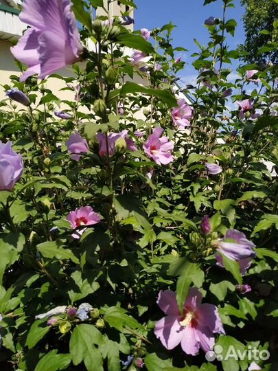 Гибискус, пеларгония (герань),хризантема в ассорт