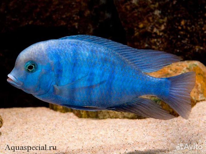 Рыба попугай красный и другие