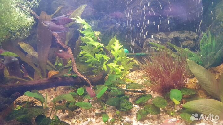 Растения для аквариума бесплатно
